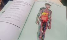 Sachbuch, Wissensbuch, Kinderbuch, lernen, Körper, Biologie